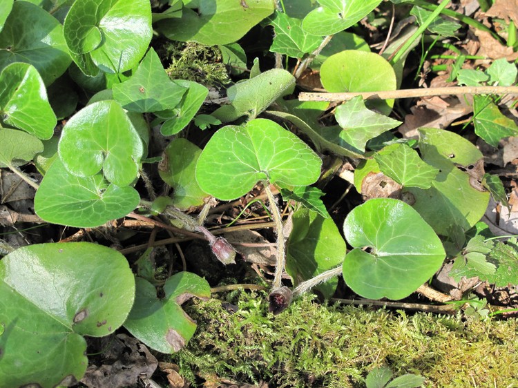 Asarum europaeum